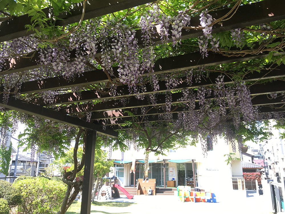 分園　藤棚