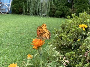 ハウス庭の蝶