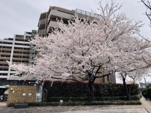 羽衣西公園の桜
